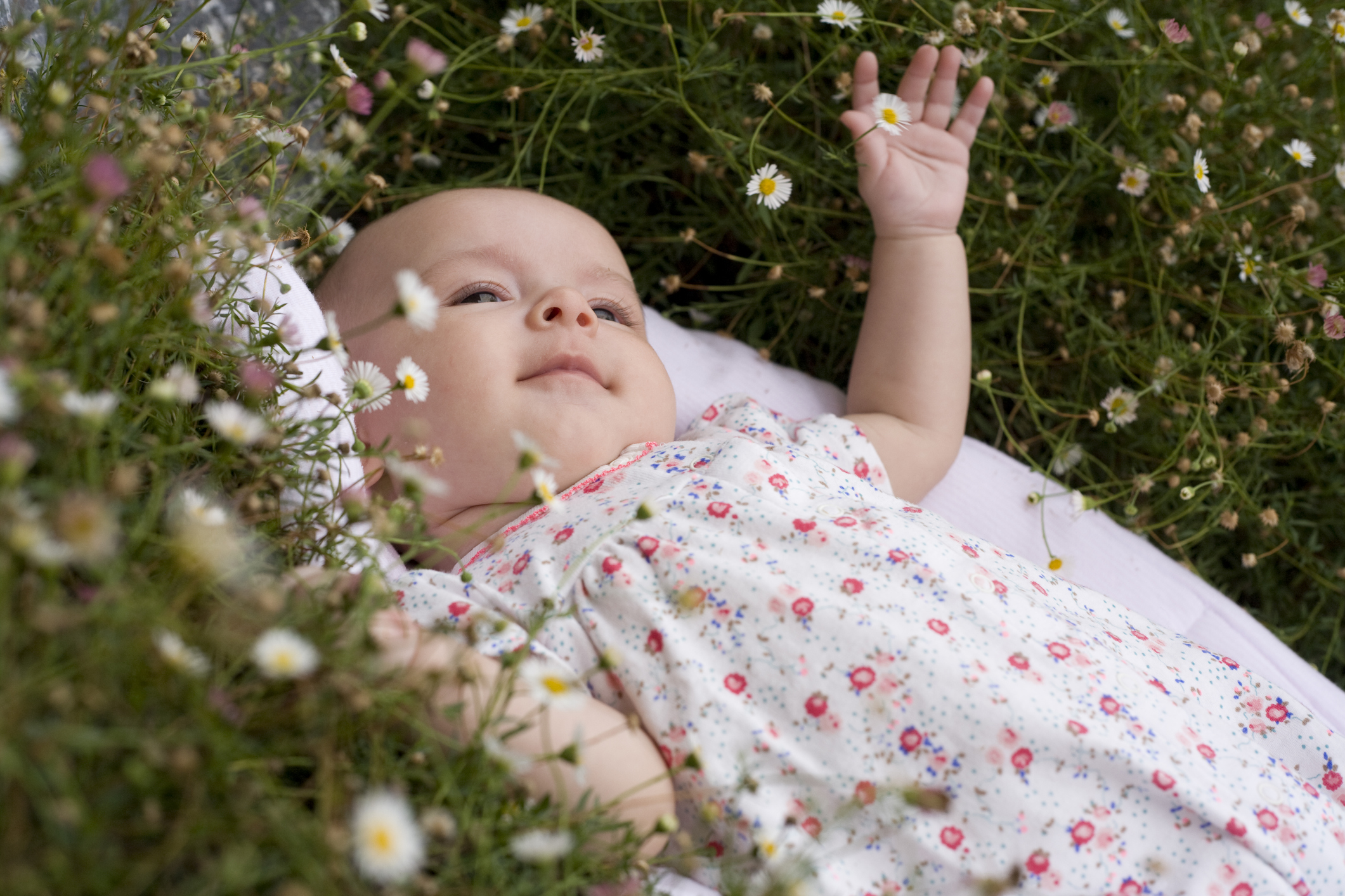 Baby girl or toddler lying in a meadow of flowers