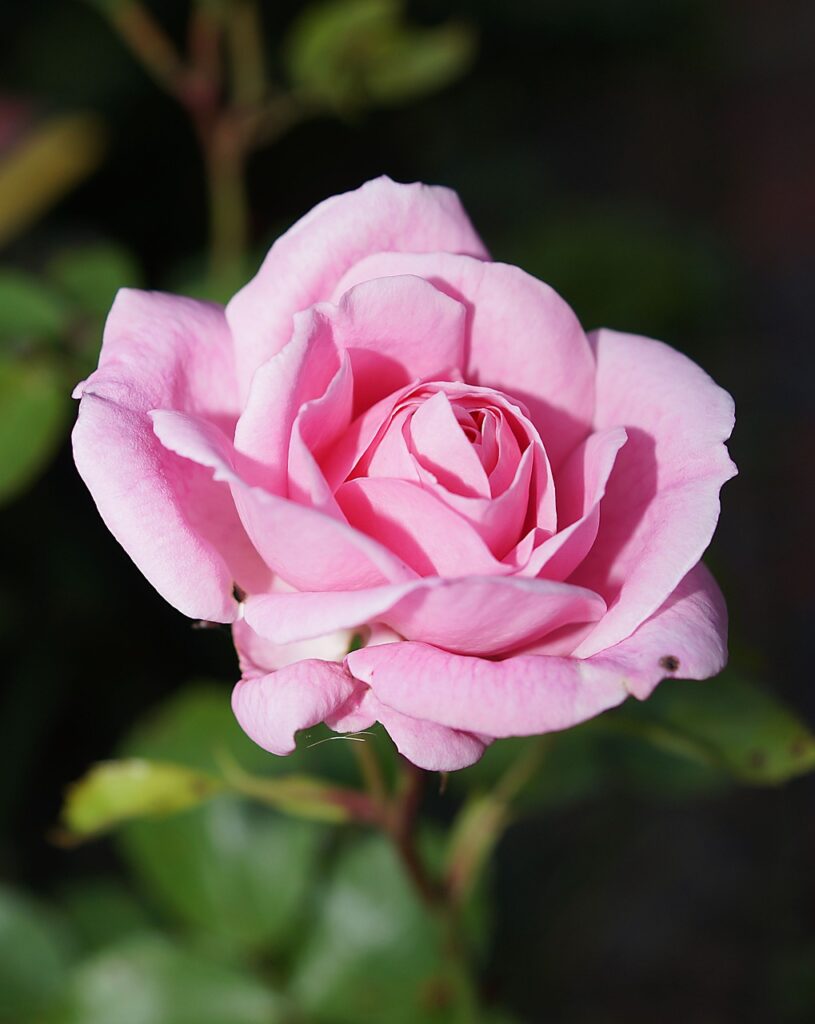 A pink rose in a garden