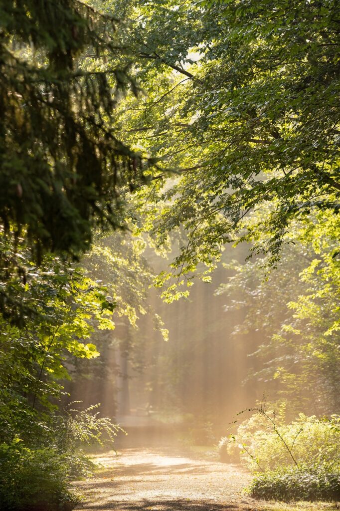 View of trees in a forest